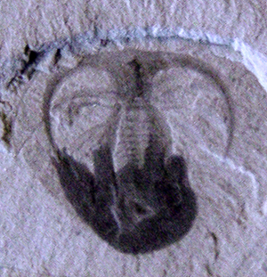 Marrella